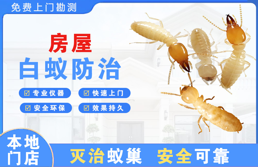 汉南房屋白蚁防治